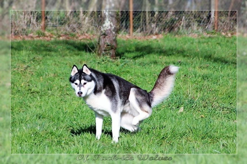 husky-siberien-noir-et-blanc-113