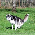 husky-siberien-noir-et-blanc-113