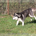 husky-siberien-noir-et-blanc-120