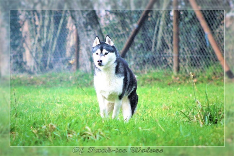husky-siberien-noir-et-blanc-87