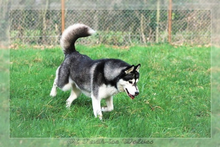 husky-siberien-noir-et-blanc-88