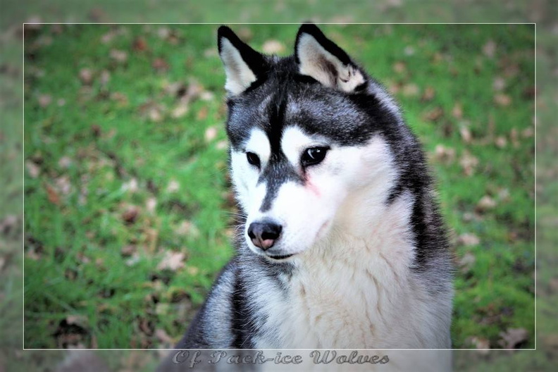 husky-siberien-noir-et-blanc-95.jpg