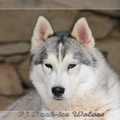 husky-siberien-gris-femelle-koumy-001