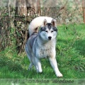 husky-siberien-gris-femelle-koumy-003