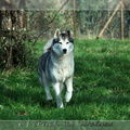 husky-siberien-gris-femelle-koumy-004
