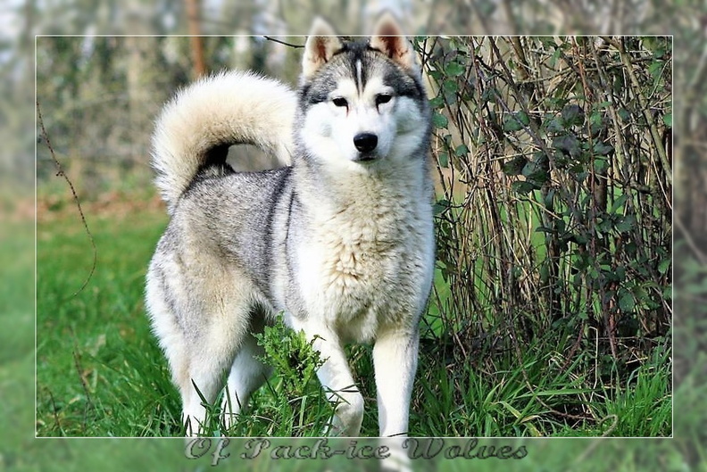 husky-siberien-gris-femelle-koumy-005