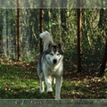 husky-siberien-gris-femelle-koumy-006