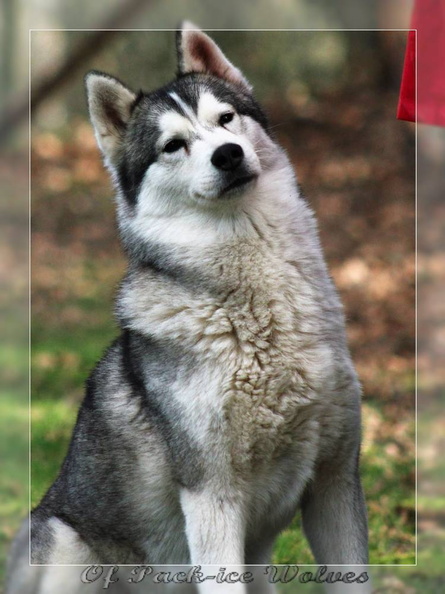 husky-siberien-gris-femelle-koumy-009