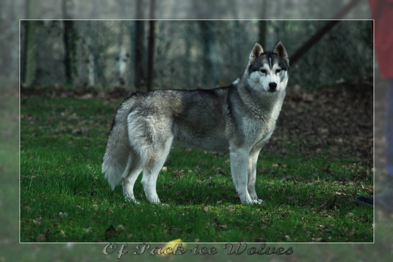 husky-siberien-gris-femelle-koumy-011