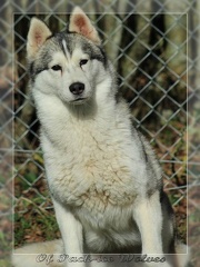 husky-siberien-gris-femelle-koumy-012