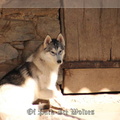 husky-siberien-gris-femelle-koumy-014