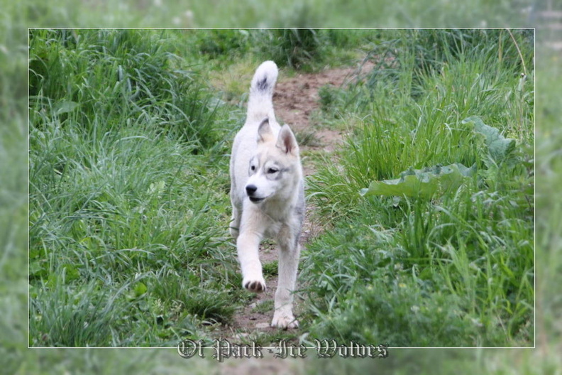 husky-siberien-gris-femelle-koumy-018.jpg