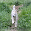 husky-siberien-gris-femelle-koumy-018