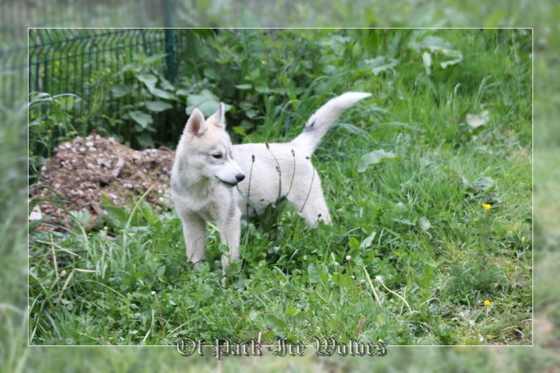 husky-siberien-gris-femelle-koumy-021