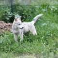 husky-siberien-gris-femelle-koumy-021