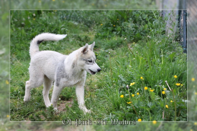 husky-siberien-gris-femelle-koumy-022.jpg