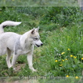 husky-siberien-gris-femelle-koumy-022