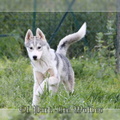 husky-siberien-gris-femelle-koumy-023