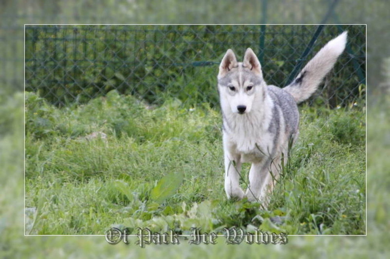 husky-siberien-gris-femelle-koumy-024