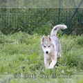 husky-siberien-gris-femelle-koumy-025