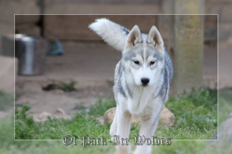husky-siberien-gris-femelle-koumy-026