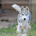 husky-siberien-gris-femelle-koumy-026