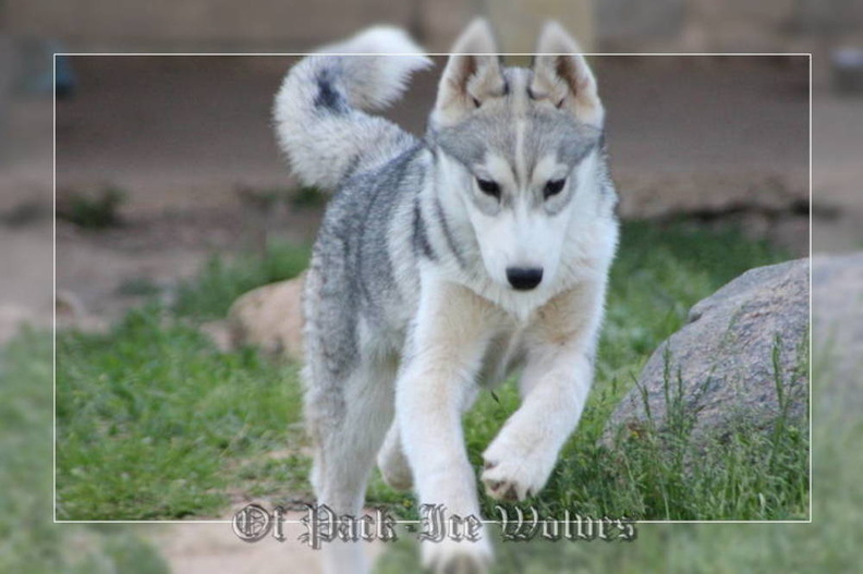 husky-siberien-gris-femelle-koumy-027