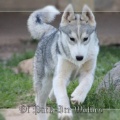 husky-siberien-gris-femelle-koumy-027