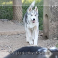 husky-siberien-gris-femelle-koumy-028