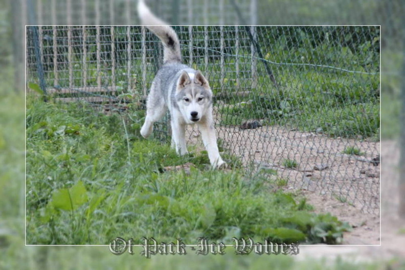 husky-siberien-gris-femelle-koumy-032.jpg