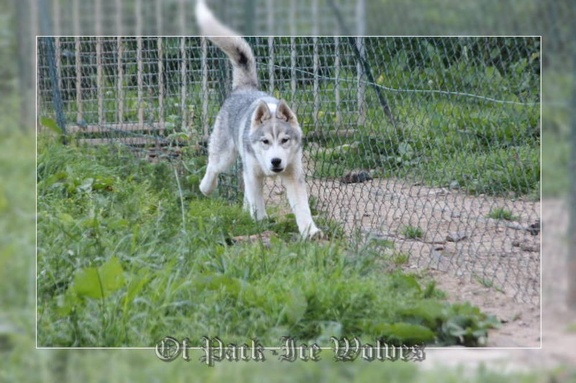 husky-siberien-gris-femelle-koumy-032