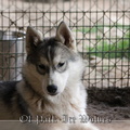husky-siberien-gris-femelle-koumy-035