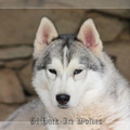 husky-siberien-gris-femelle-koumy-036