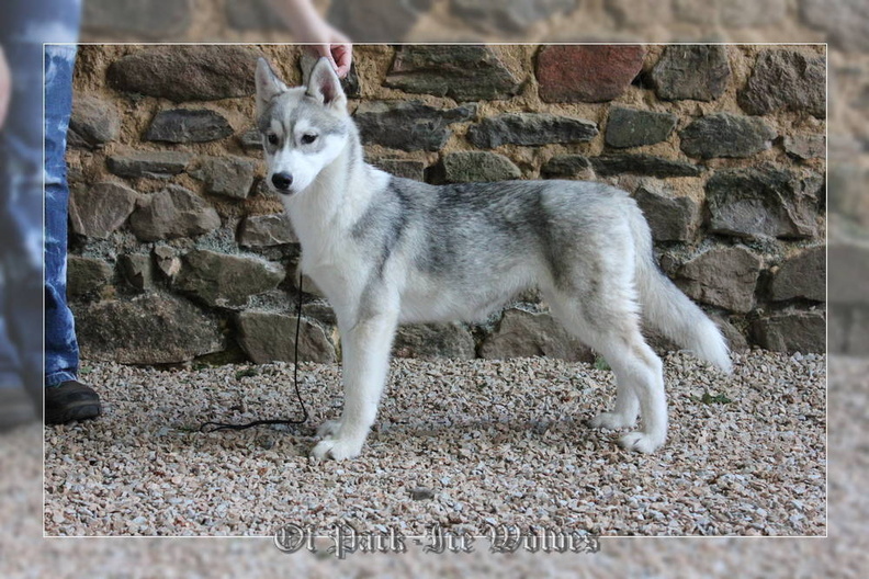 husky-siberien-gris-femelle-koumy-040.jpg