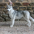 husky-siberien-gris-femelle-koumy-040