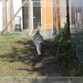 husky-siberien-femelle-laska-004