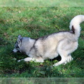 husky-de-siberie-elevage-of-pack-ice-wolves-femelle-nephy-128