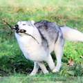 husky-de-siberie-elevage-of-pack-ice-wolves-femelle-nephy-129