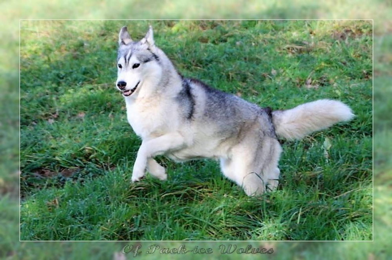 husky-de-siberie-elevage-of-pack-ice-wolves-femelle-nephy-131.jpg