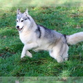 husky-de-siberie-elevage-of-pack-ice-wolves-femelle-nephy-131