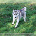 husky-de-siberie-elevage-of-pack-ice-wolves-femelle-nephy-136