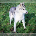 husky-de-siberie-elevage-of-pack-ice-wolves-femelle-nephy-138