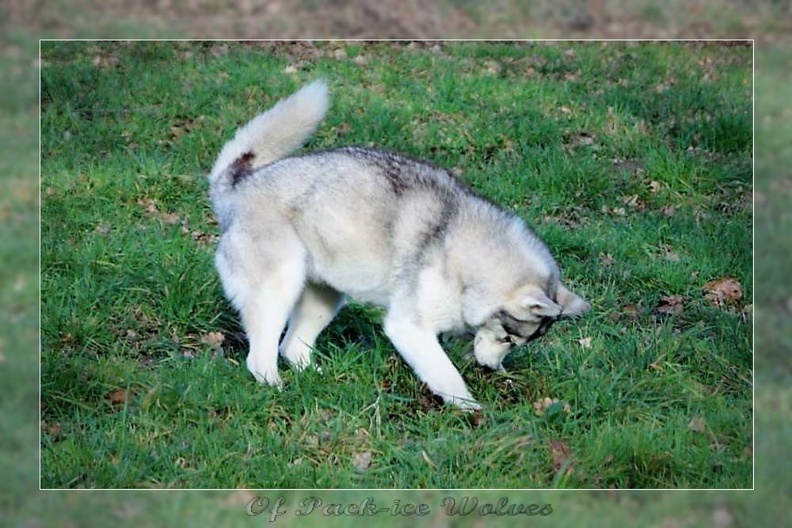 husky-de-siberie-elevage-of-pack-ice-wolves-femelle-nephy-139.jpg
