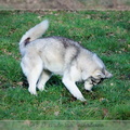 husky-de-siberie-elevage-of-pack-ice-wolves-femelle-nephy-139