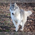 husky-de-siberie-elevage-of-pack-ice-wolves-femelle-nephy-145