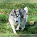 husky-de-siberie-elevage-of-pack-ice-wolves-femelle-nephy-146