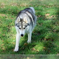 husky-de-siberie-elevage-of-pack-ice-wolves-femelle-nephy-148