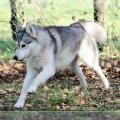 husky-de-siberie-elevage-of-pack-ice-wolves-femelle-nephy-155