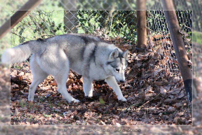 husky-de-siberie-elevage-of-pack-ice-wolves-femelle-nephy-158.jpg