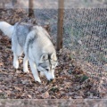 husky-de-siberie-elevage-of-pack-ice-wolves-femelle-nephy-185
